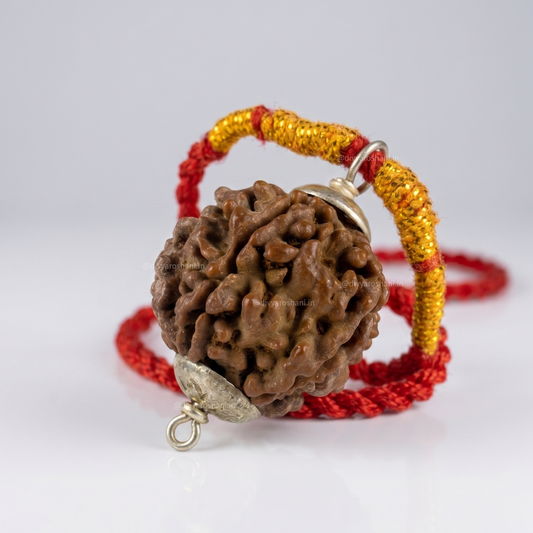 Original 5 Mukhi Rudraksha
