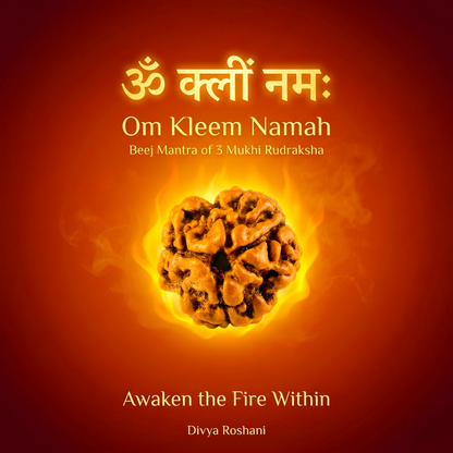 3 Mukhi Original Nepali Rudraksha