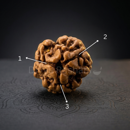 3 Mukhi Original Nepali Rudraksha