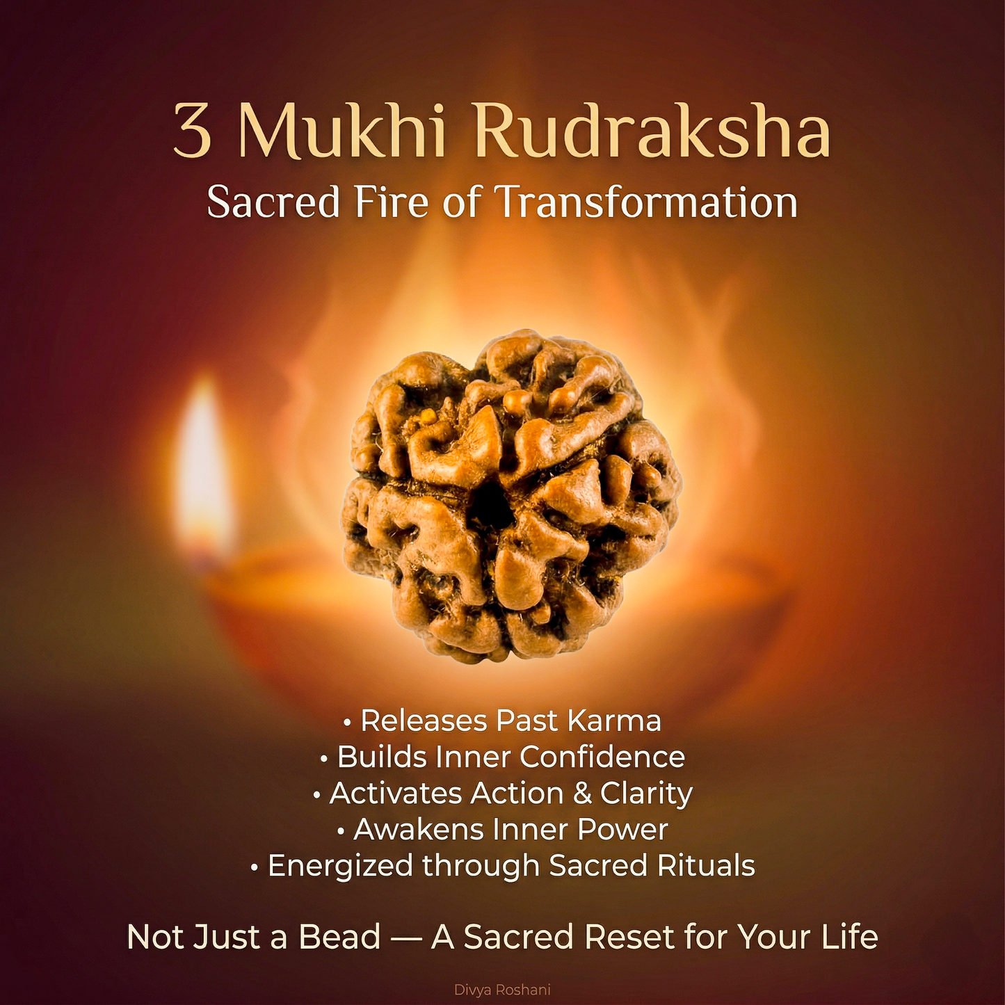 3 Mukhi Original Nepali Rudraksha