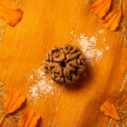 3 Mukhi Original Nepali Rudraksha