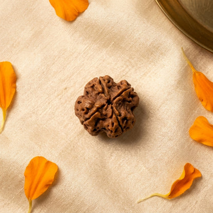 Original 4 Mukhi Nepali Rudraksha