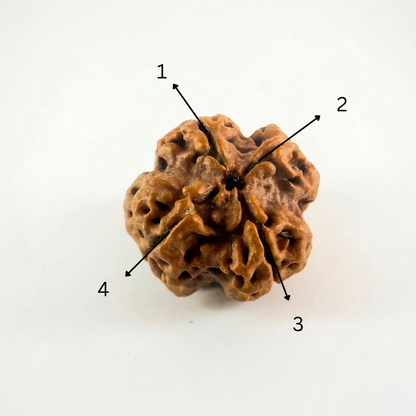 Original 4 Mukhi Nepali Rudraksha