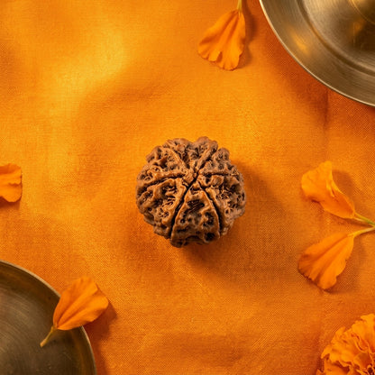 Original 6 Mukhi Rudraksha