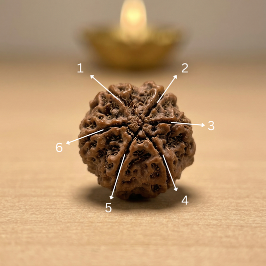 Original 6 Mukhi Rudraksha