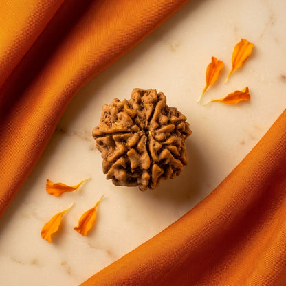 Original 7 Mukhi Nepali Rudraksha