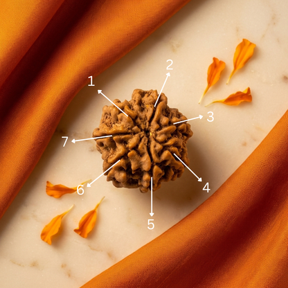 Original 7 Mukhi Nepali Rudraksha